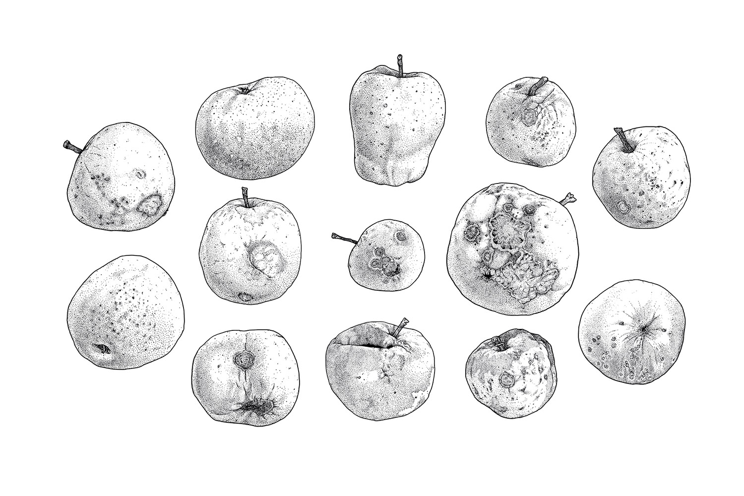 Konvolut „Äpfel“ , 1-farbige Serigraphie auf Karton (handgedruckt), erste Auflage, 12 Stück, 2015, 70×50