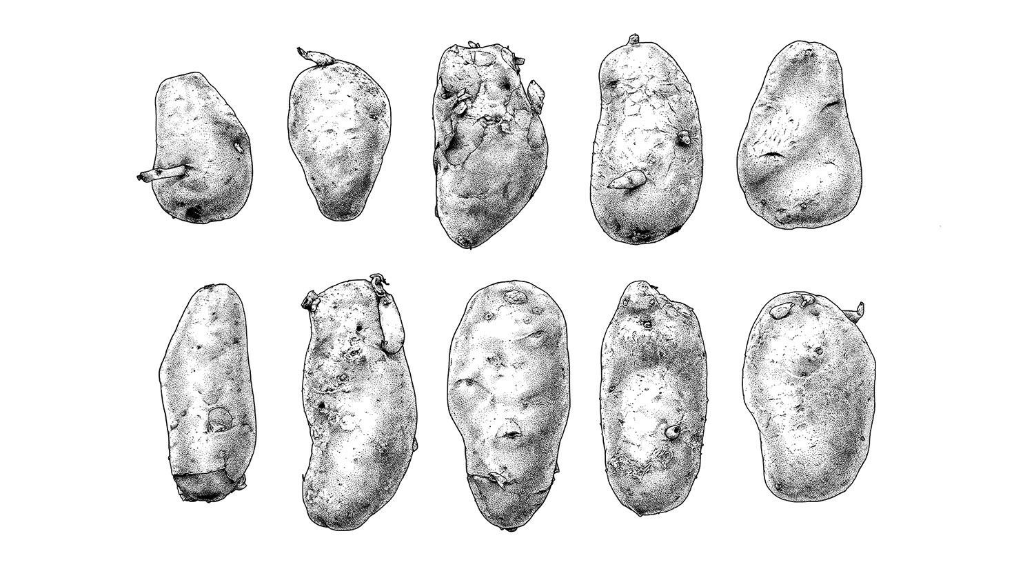 Kartoffelkonvolut 01 / 70x50cm, Serigrafie, handgedruckt, 1. Auflage (10er), 2016