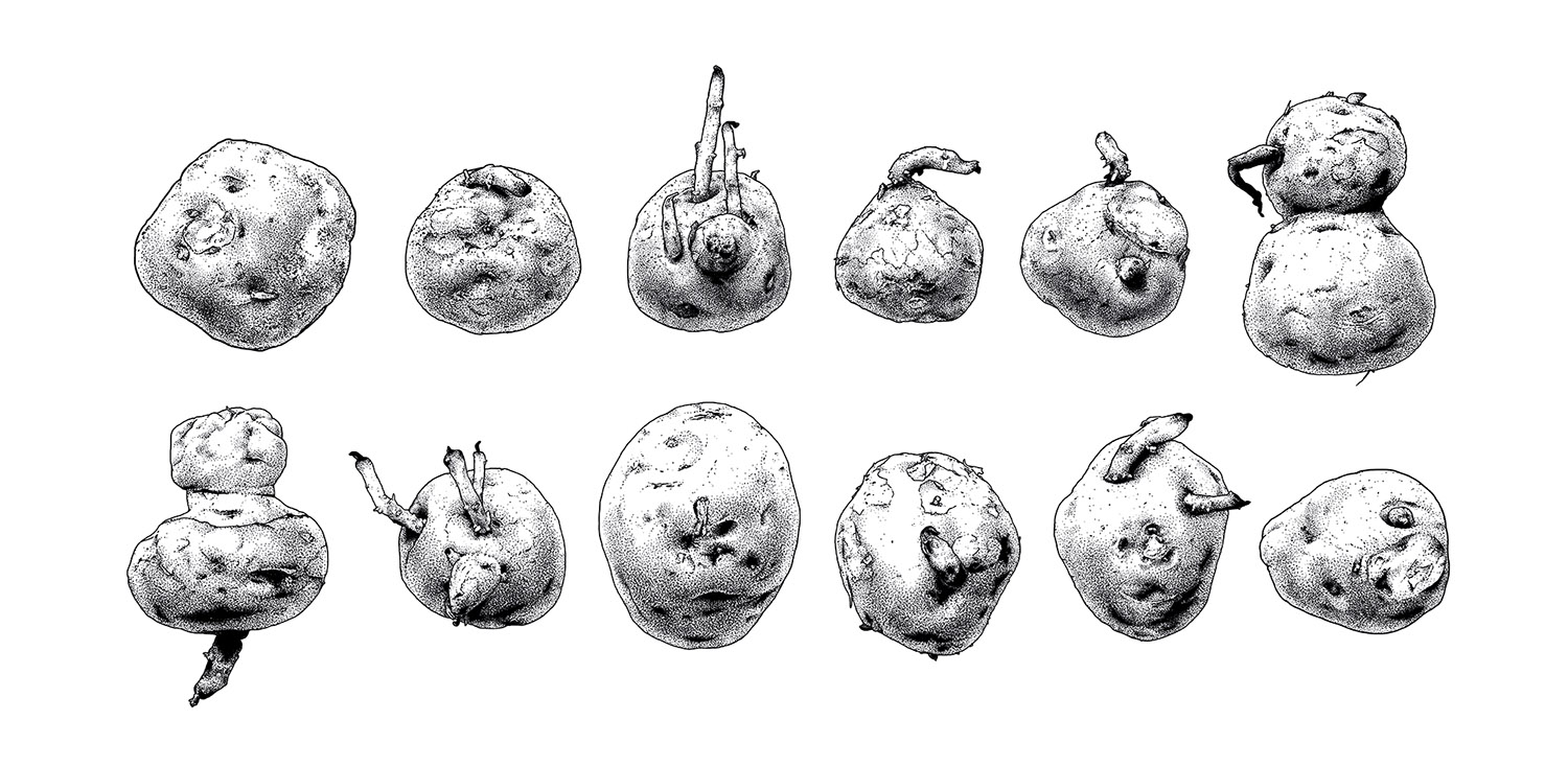 Kartoffelkonvolut 03 / 70x50cm, Serigrafie, handgedruckt, 1. Auflage (10er), 2016