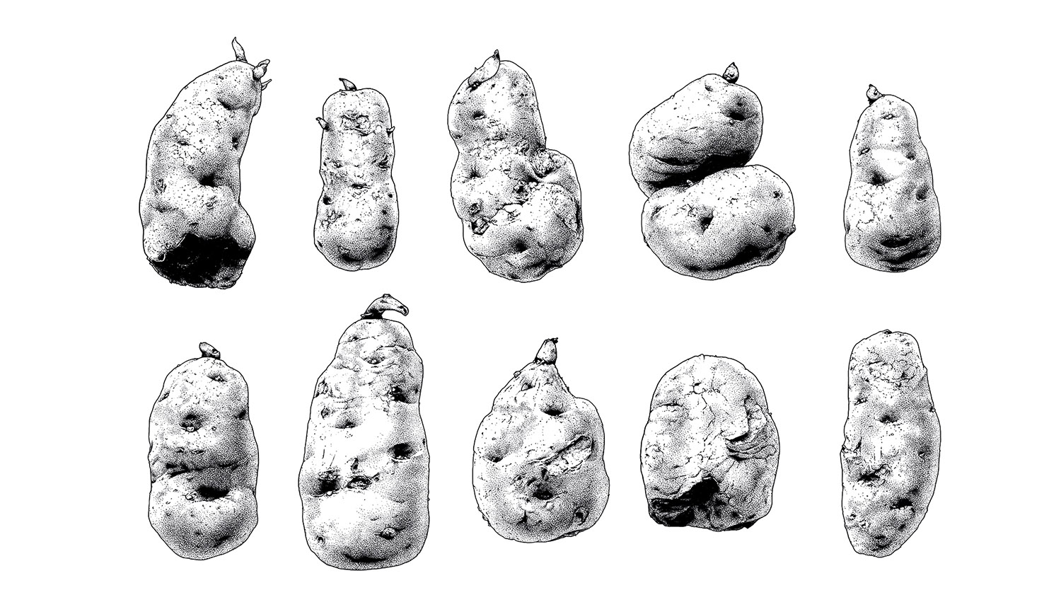 Kartoffelkonvolut 02 / 80x60cm, Serigrafie, handgedruckt, 1. Auflage (10er), 2016